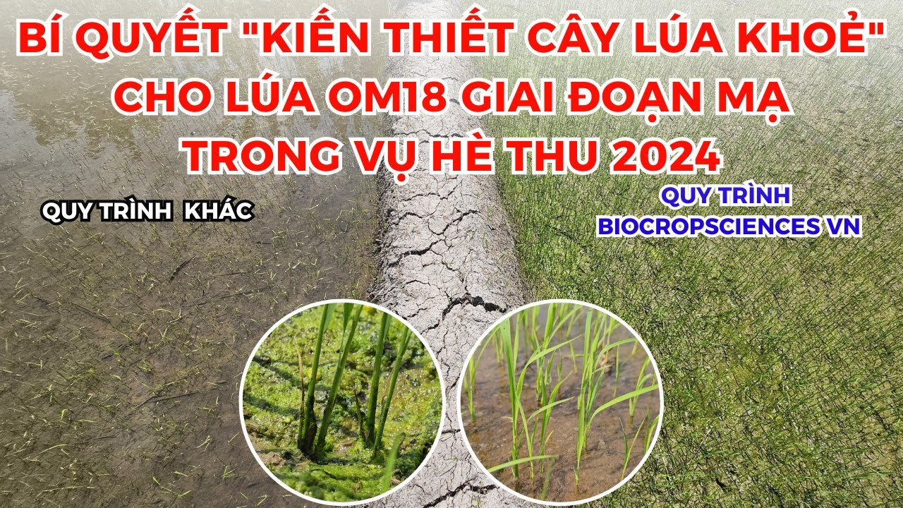 BVN - BÍ QUYẾT 