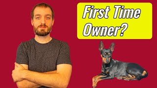 Male vs Female Miniature Pinscher