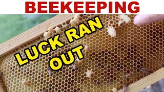 Beekeeping: What To Do When Your Luck Runs Out