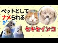 ペットとしてナメられるセキセイインコ