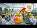Production Process Of Dried Mango: The Incredible Journey From Tropical Farm To Global Export