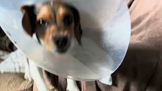 PANSY PUPPY POWER EP 95 "PANSY'S CONE WON'T STOP HER" #PANSYTHEPUPPY #PANSYPUPPYPOWER #pansy #PANSY