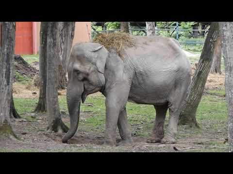 Video: Unde este grădina zoologică Butwood Park?