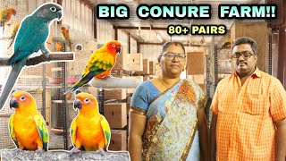 மிகப்பெரிய பறவைகள் பண்ணை!! | Big birds farm in tamil | Sun conure birds farm | Macaw farm in tamil |