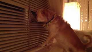 Karen's dogs try to find zennie -