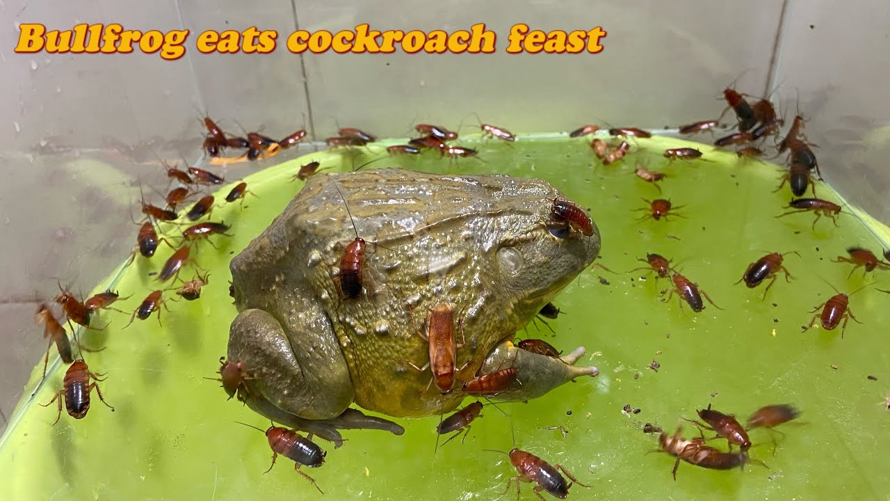 African bullfrog VS Asian bullfrog! Eat 150 cockroaches - YouTube