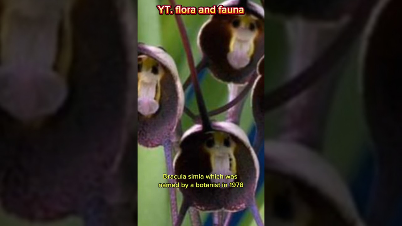 orchids that look like monkeys??