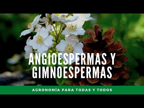 Vídeo: Diferencia Entre Pteridofitas Y Fanerógamas