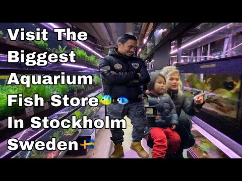Visit The Biggest Aquarium Store In Stockholm Sweden / First vlog Ever ... - HqDefault Visit The Biggest Aquarium Store In Stockholm Sweden / First vlog Ever ... - HqDefault