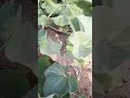 Snake in nature 