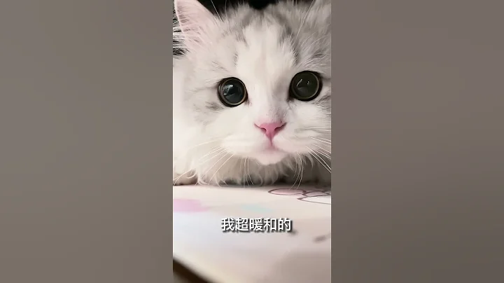 可以给你暖被窝哦！ #这么可爱的小猫咪 #米努特矮脚猫 #萌宠出道计划 - 天天要闻