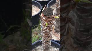 How to grow Yucca plants from cuts. 🪴 #Yucca #plants #garden #gardening
