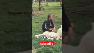 Heroic tiger saves man #animal #tiger #leopard #wildlife #subscribe #heroic #follow #zoo #love