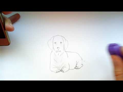 Как нарисовать собаку, лабрадора/How to draw a dog, Labrador?