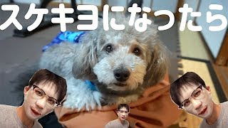 🐶【閲覧注意】飼い主がスケキヨになったら愛犬はどうする？【トイプードルのグリィ】【dog】【toy poodle】