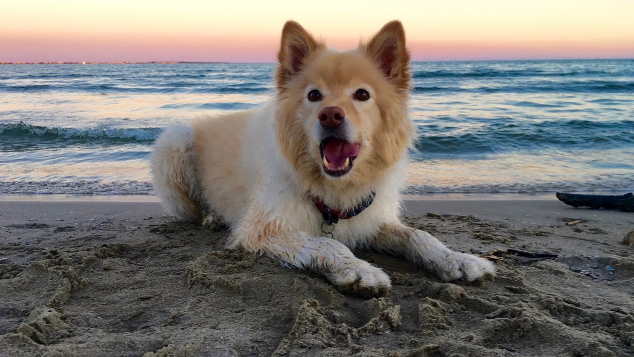 Cream finnish lapphund Jina at the sea ! - YouTube