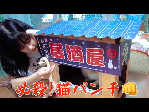 飼い主に猫パンチをする猫が可愛すぎました。【猫ハウス組立】