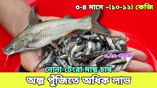 নোনা টেংরা মাছ চাষ পদ্ধতি। টেংরা মাছের চাষ পদ্ধতি। নোনা টেংরা মাছের পোনা কিনুন পাইকারি দামে।