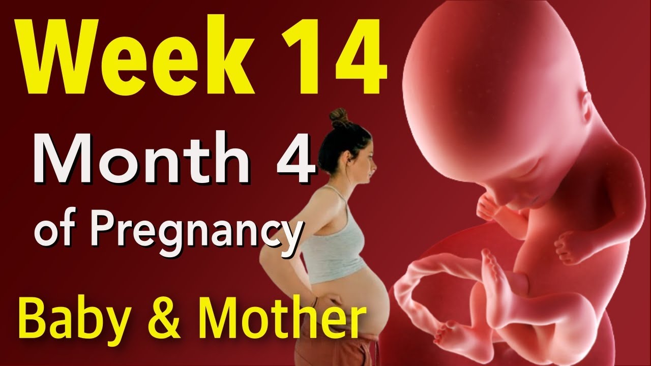 How Much Baby in Womb Grows During Week 14 of Pregnancy | Month 4 of ...