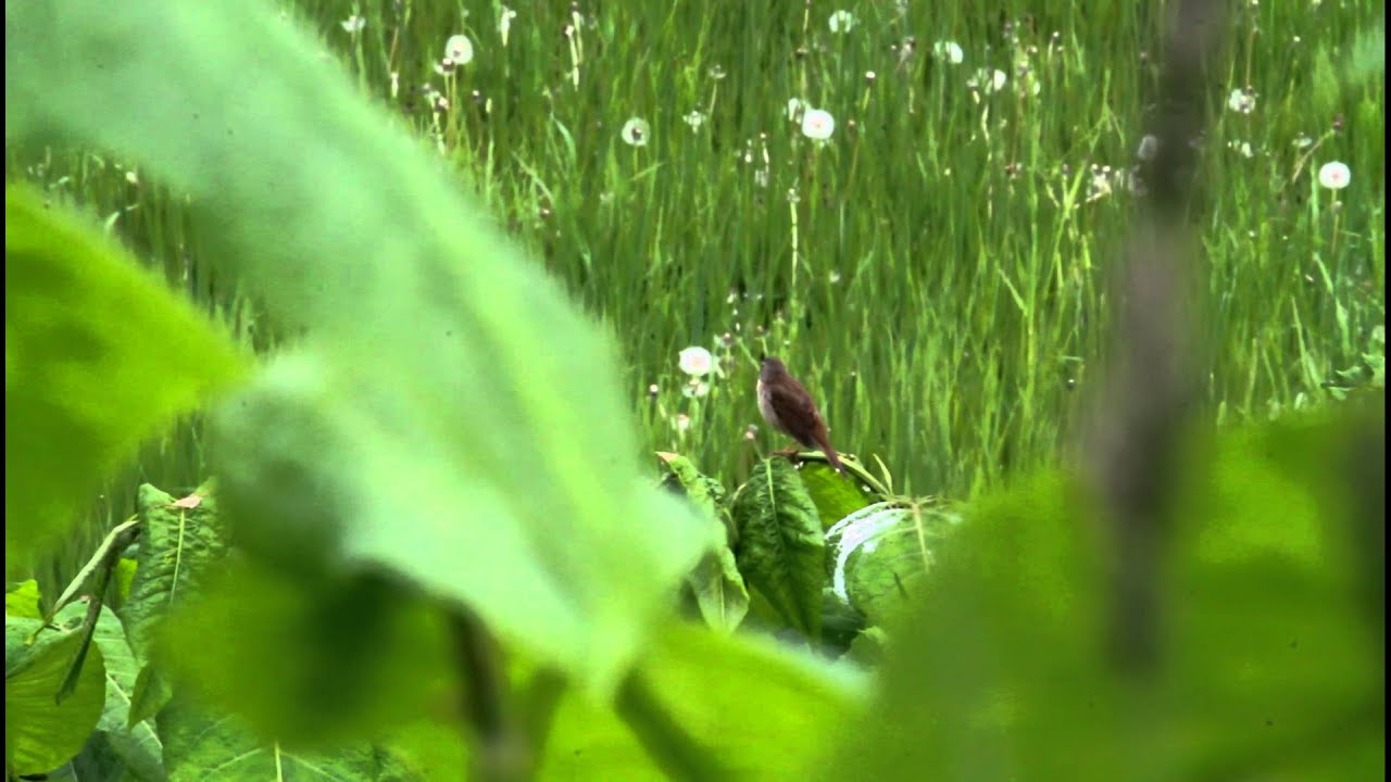 シマセンニュウ さえずり 鳴き声 Middendorff's Grasshopper Warbler 