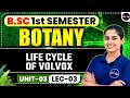B.Sc 1st Semester Botany | BSc 1st Semester Botany Unit-3 Phycology | Life Cycle of Volvox | DNS