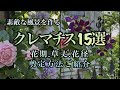 【おすすめクレマチス15選】庭の風景をおしゃれに演出♪早咲き➕遅咲きで早春〜初夏まで楽しめるクレマチス
