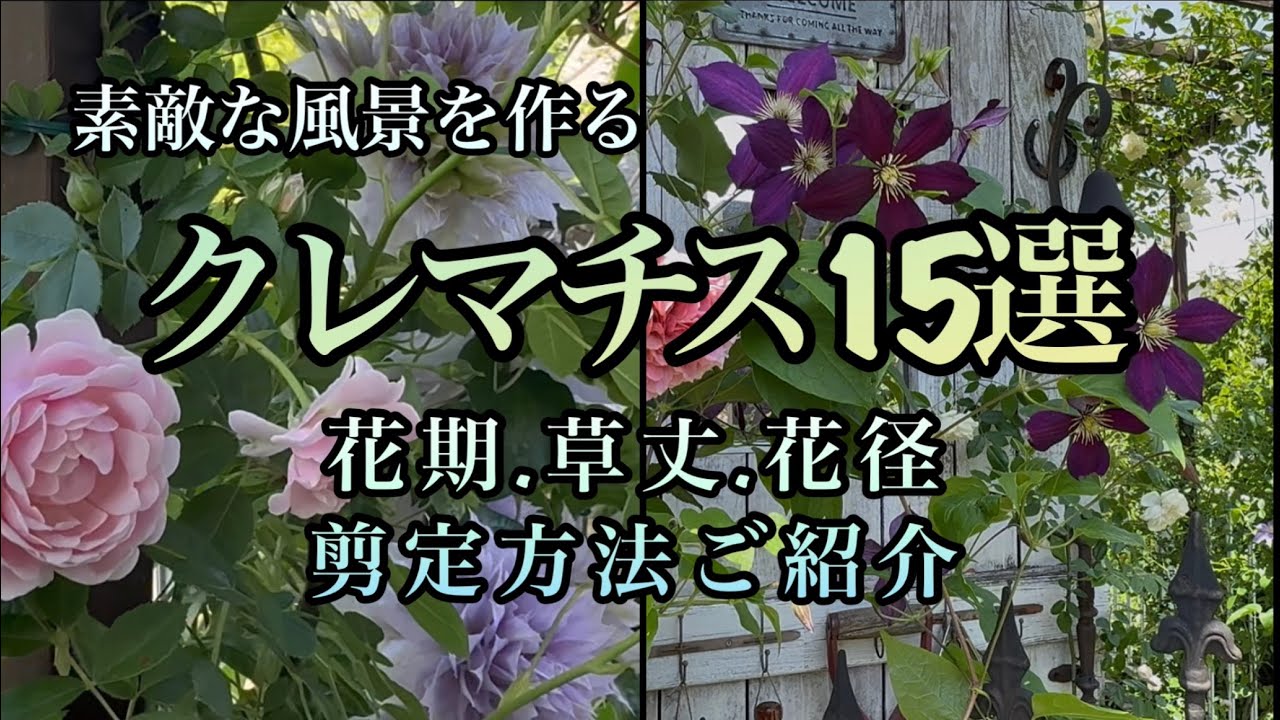 【おすすめクレマチス15選】庭の風景をおしゃれに演出♪早咲き➕遅咲きで早春〜初夏まで楽しめるクレマチス