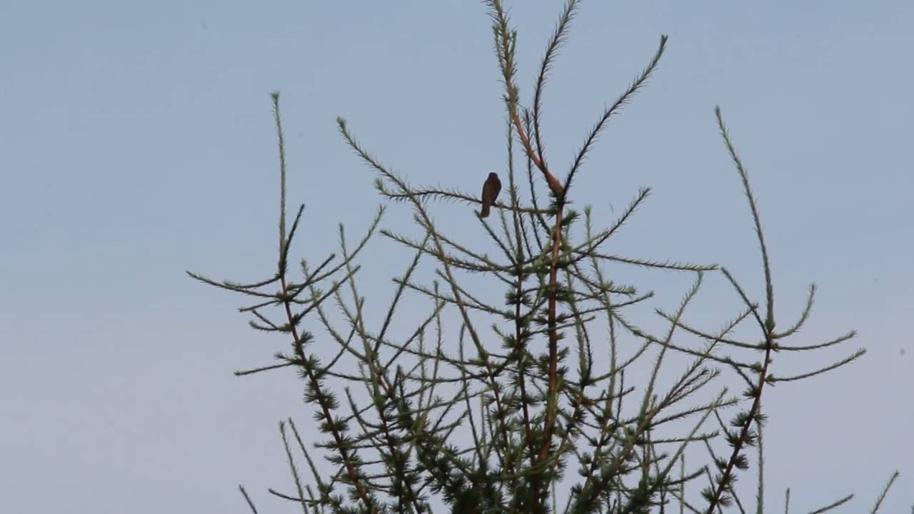 Alder Flycatcher 2016 teog sonuçları