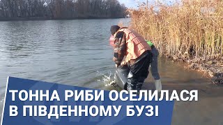 картинка: Тонна риби оселилася в Південному Бузі