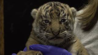 B-Roll: Sumatran Tiger Cub at the Smithsonian's National Zoo