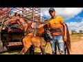 FEIRA DE CAVALO EM CACHOEIRINHA PE!! PESQUISA DE PREÇO!!