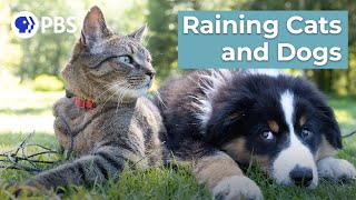 What Does "Raining Cats and Dogs" Have to do with Vikings? | Say What?! Animal Idioms