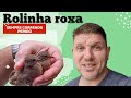 Rolinha roxa essas fominhas sempre arriscando a vida todos os dias