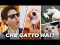 CHE GATTO HAI? - iPantellas