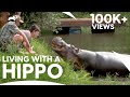 Here's how living with a Hippo feels like | परिवार का सबसे बड़ा सदस्य | Animal Planet India