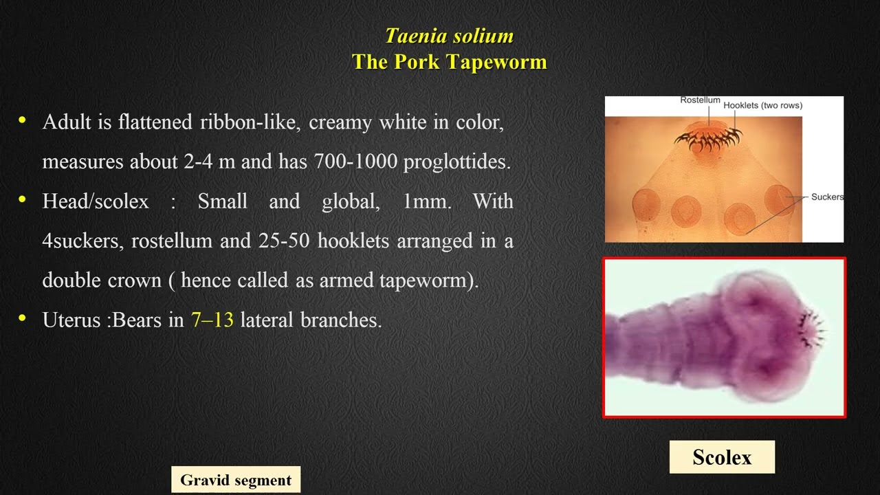 شرح مختبر 15 بارا د. رقية 