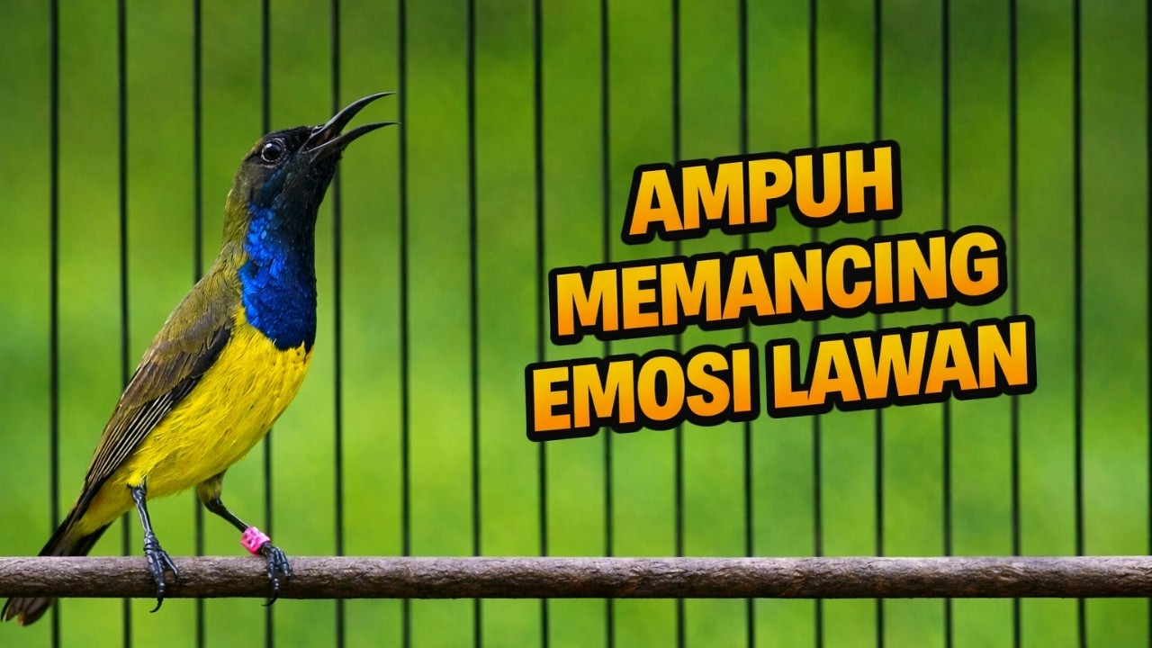 AMPUH MEMANCING EMOSI SOGON LAIN, AMPUH MENAIKAN EMOSI DAN BIRAHI SOGON LAIN