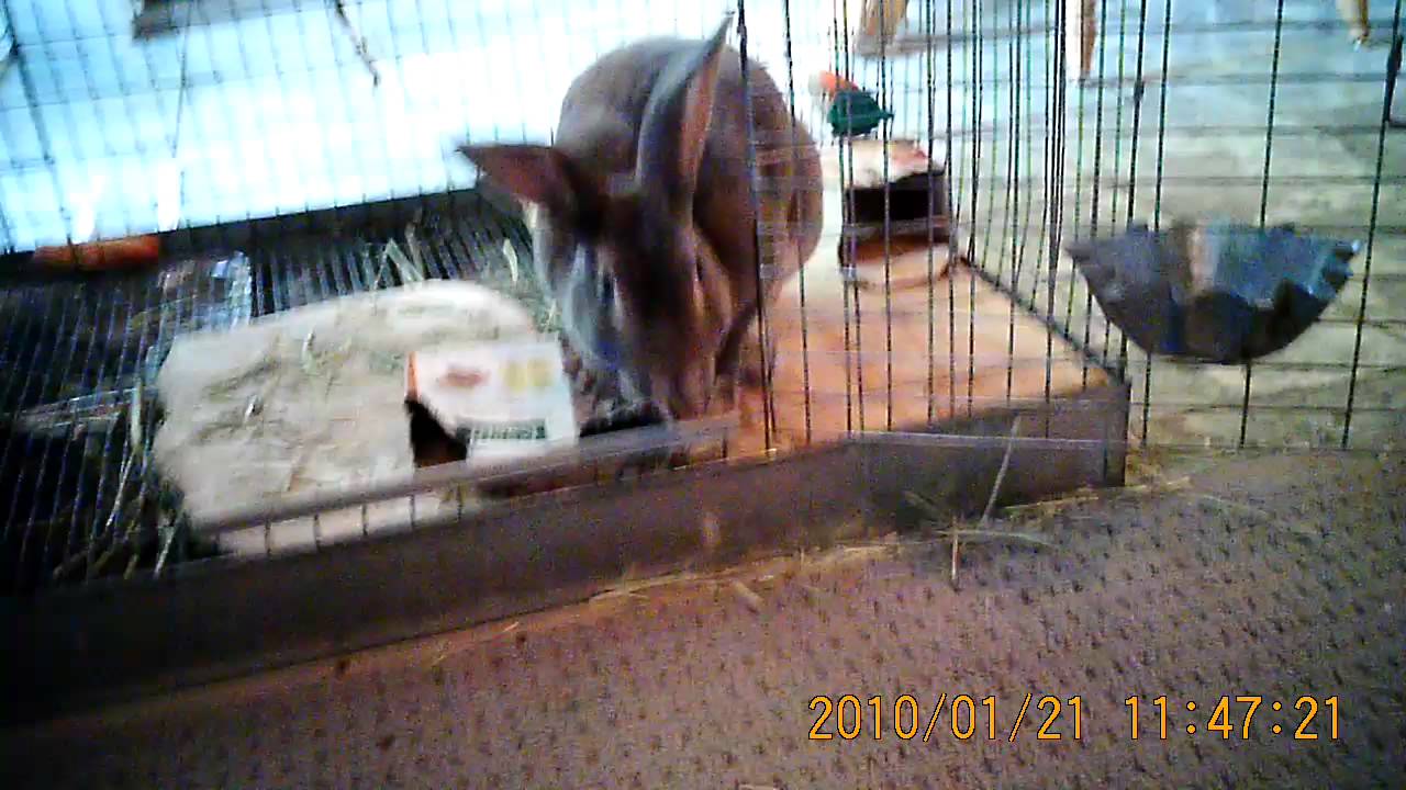 Wilson rex rabbit jumps hoop
