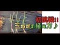 初挑戦！！玉ねぎの苗の植え方♪