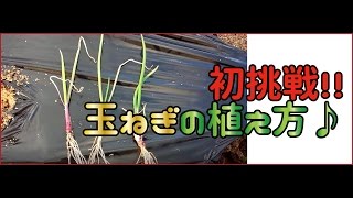 初挑戦！！玉ねぎの苗の植え方♪