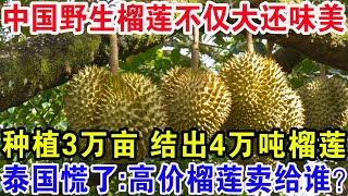 中国野生榴莲不仅大还味美，种植3万亩结出4万吨榴莲，泰国慌了：高价榴莲卖给谁？