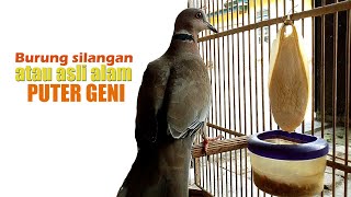 PUTER GENI, BURUNG ASLI ALAM LIAR ATAU BURUNG SILANGAN ?