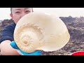 【English sub】大海退潮后，小章赶海在礁石区发现巨型海螺，还有大海鳗！发财啦【赶海小章】