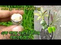 Mango Tree multi Grafting process// এখন এক গাছে ধরবে বিভিন্ন ধরনের আম