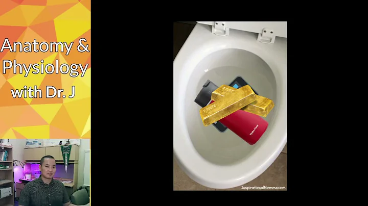 PHYL 142 | Urinary | Nephrons - Distal Convoluted Tubule (DCT) & Collecting Ducts