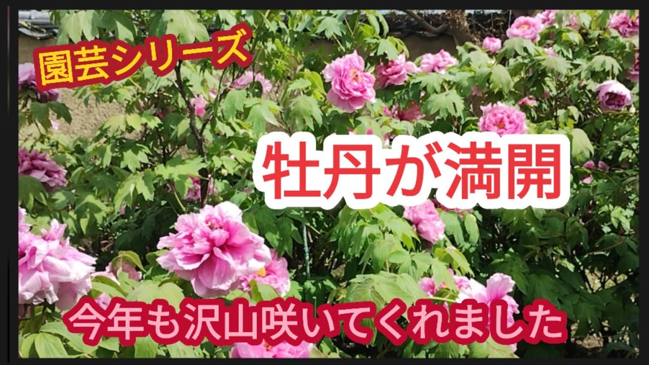 牡丹が満開】毎年綺麗な花を120輪近く咲いてくれます。 - YouTube