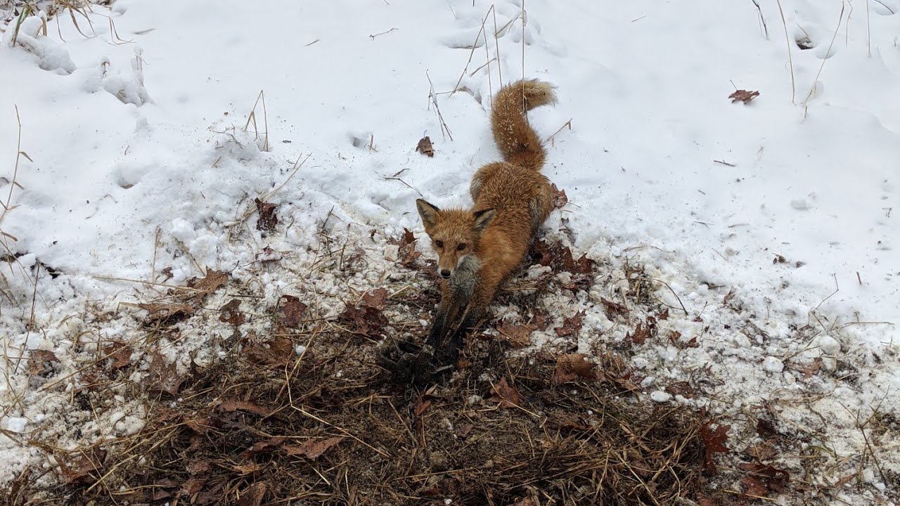 Pa Trapping 2020 S.2 E.13 Red fox #3 and building a skinning machine