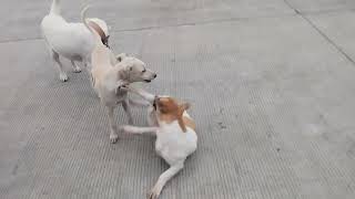 BIG AND SMALL DOGS MATING