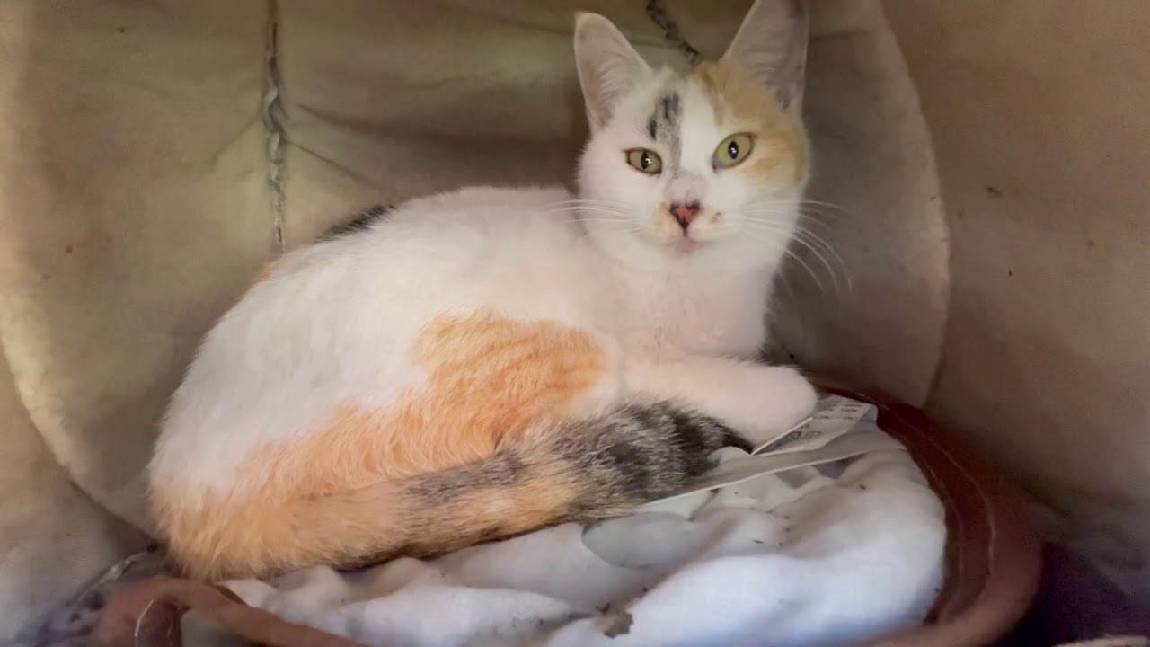 ピンクの肉球とパンパンのお腹が可愛い子猫 子猫保護 Youtube ピンクの肉球とパンパンのお腹が可愛い子猫 子猫保護 Youtube