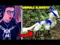 10 ANIMALI PIÙ RARI DEL MONDO!!